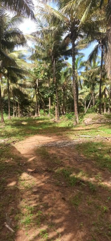  18 Acre Agricultural/Farm Land for Sale in Pollachi, Coimbatore