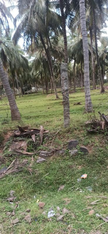  Agricultural Land 5 Acre for Sale in Pollachi, Coimbatore
