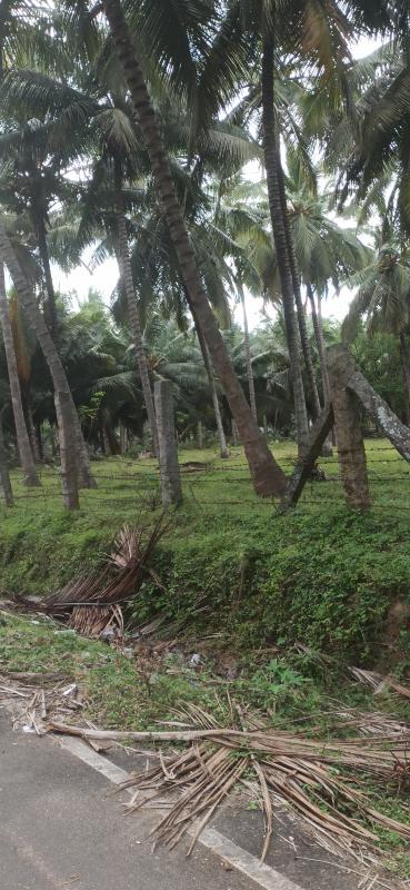  Agricultural Land 5 Acre for Sale in Pollachi, Coimbatore