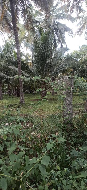  Agricultural Land 5 Acre for Sale in Pollachi, Coimbatore