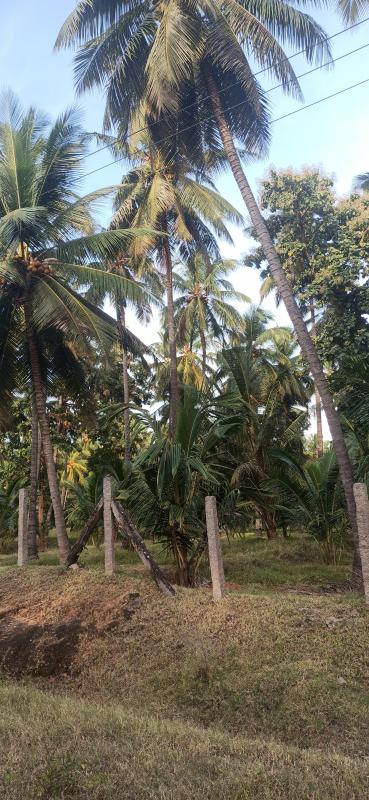  Agricultural Land 3 Ares for Sale in Pollachi, Coimbatore