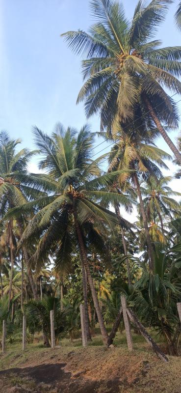  Agricultural Land 3 Ares for Sale in Pollachi, Coimbatore