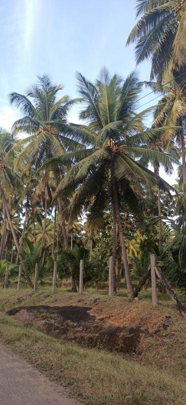  Agricultural Land 3 Ares for Sale in Pollachi, Coimbatore