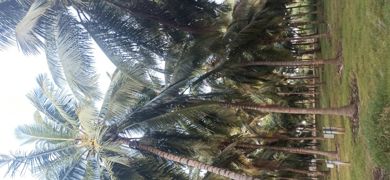  7 Acre Agricultural/Farm Land for Sale in Pollachi, Coimbatore