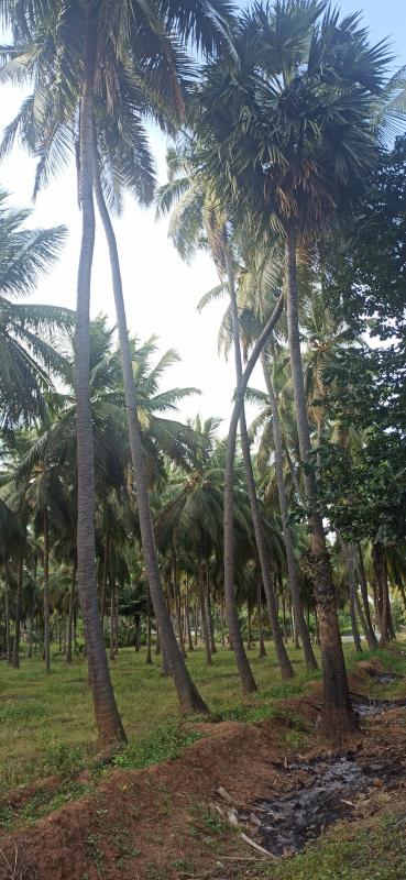  7 Acre Agricultural/Farm Land for Sale in Pollachi, Coimbatore