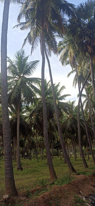 7 Acre Agricultural/Farm Land for Sale in Pollachi, Coimbatore