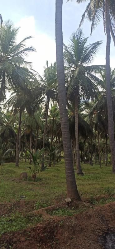  Agricultural Land 10 Acre for Sale in Pollachi, Coimbatore