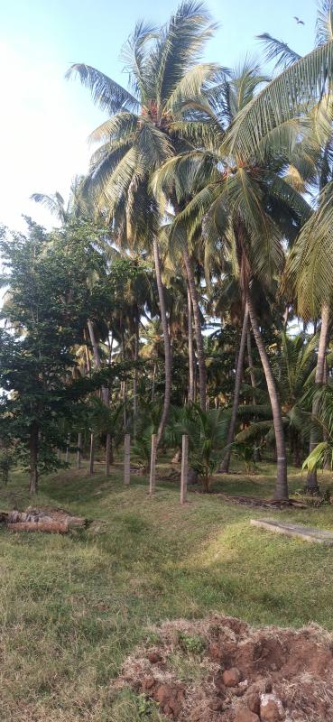  Agricultural Land 10 Acre for Sale in Pollachi, Coimbatore