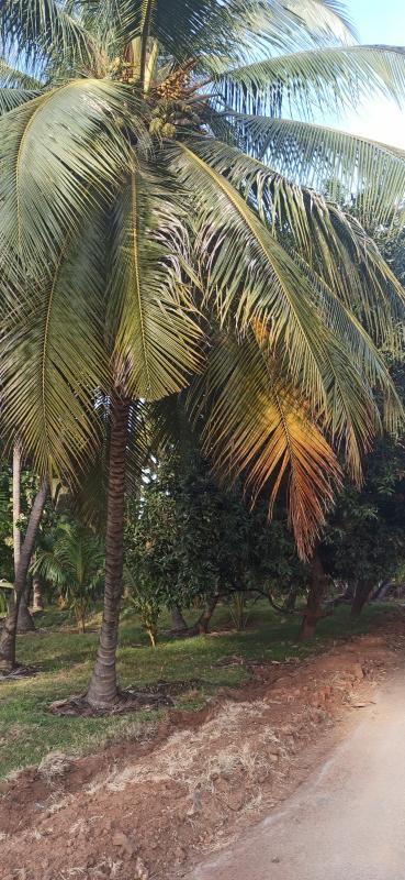  Agricultural Land 10 Acre for Sale in Pollachi, Coimbatore