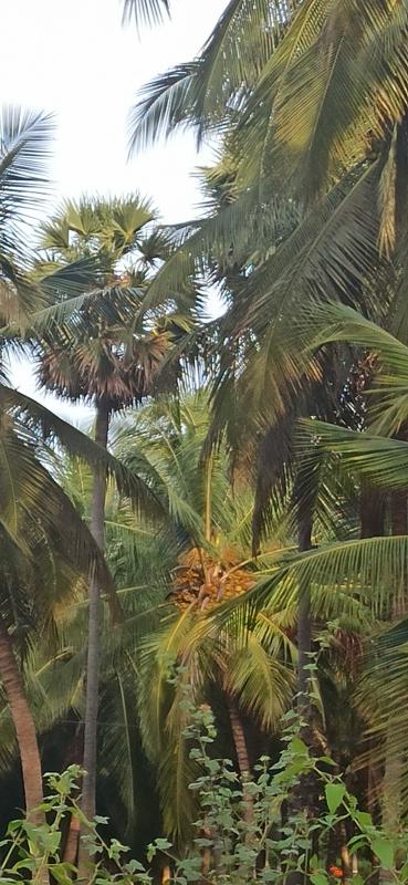  Agricultural Land 3 Acre for Sale in Pollachi, Coimbatore