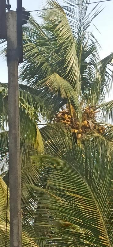  Agricultural Land 3 Acre for Sale in Pollachi, Coimbatore