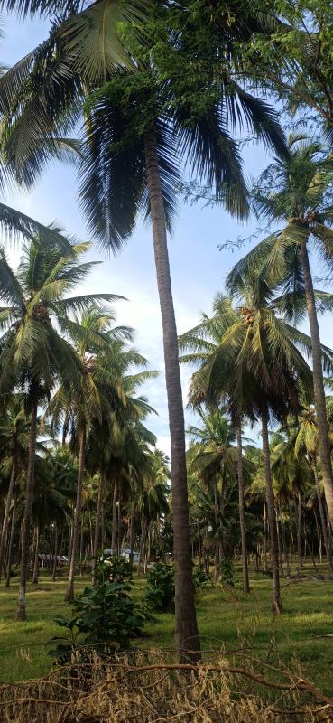  Agricultural Land 10 Acre for Sale in Pollachi, Coimbatore
