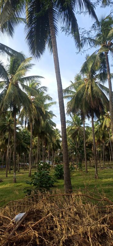  Agricultural Land 10 Acre for Sale in Pollachi, Coimbatore