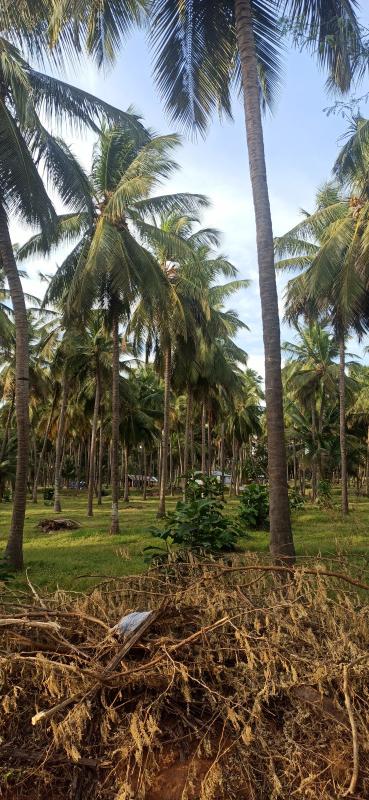  Agricultural Land 10 Acre for Sale in Pollachi, Coimbatore