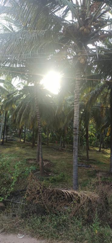  2 Acre Agricultural/Farm Land for Sale in Pollachi, Coimbatore
