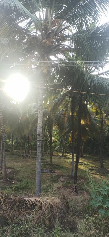  2 Acre Agricultural/Farm Land for Sale in Pollachi, Coimbatore