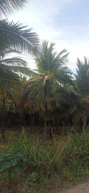  2 Acre Agricultural/Farm Land for Sale in Pollachi, Coimbatore