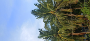  Agricultural Land for Sale in Pollachi, Coimbatore