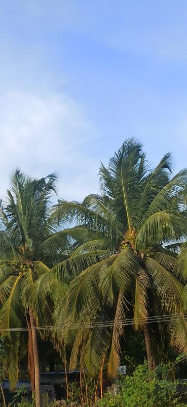  Agricultural Land 9 Acre for Sale in Pollachi, Coimbatore