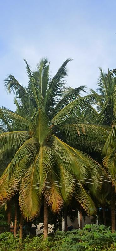  Agricultural Land 9 Acre for Sale in Pollachi, Coimbatore