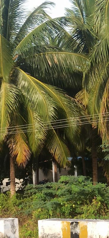  Agricultural Land 9 Acre for Sale in Pollachi, Coimbatore