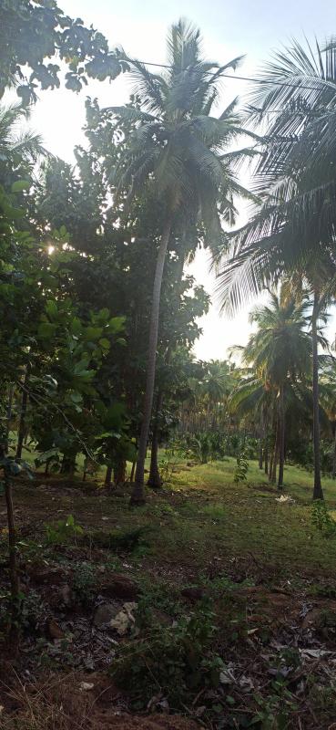  Agricultural Land 4 Acre for Sale in Pollachi, Coimbatore