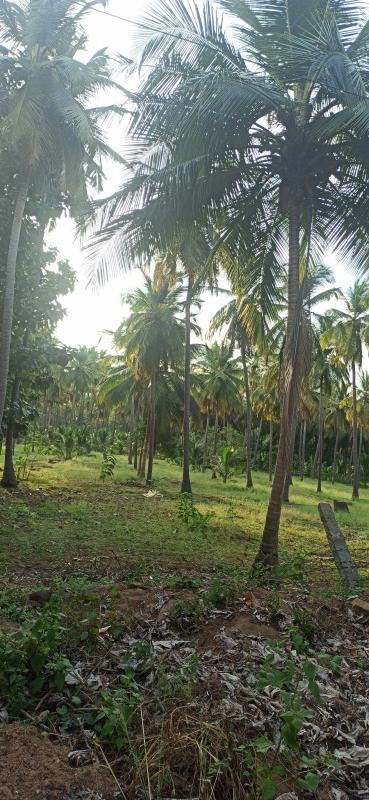  Agricultural Land 4 Acre for Sale in Pollachi, Coimbatore