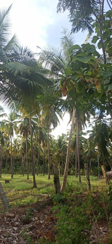  Agricultural Land 4 Acre for Sale in Pollachi, Coimbatore
