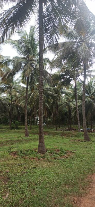7 Acre Agricultural/Farm Land for Sale in Pollachi, Coimbatore