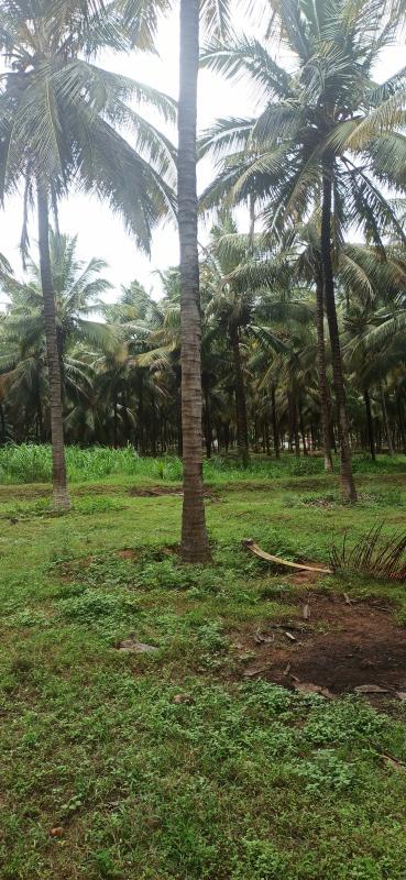 7 Acre Agricultural/Farm Land for Sale in Pollachi, Coimbatore