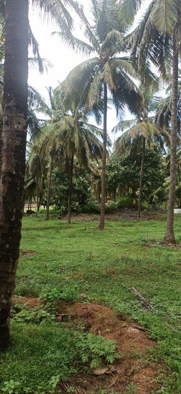 7 Acre Agricultural/Farm Land for Sale in Pollachi, Coimbatore