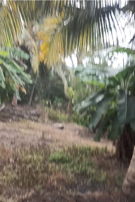  2 Acre Agricultural/Farm Land for Sale in Pollachi, Coimbatore