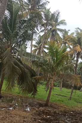  2 Acre Agricultural/Farm Land for Sale in Pollachi, Coimbatore