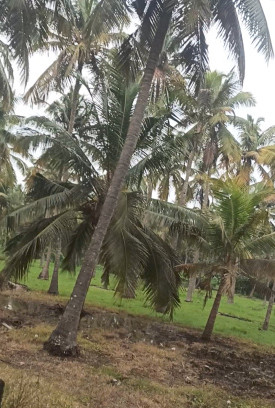  2 Acre Agricultural/Farm Land for Sale in Pollachi, Coimbatore