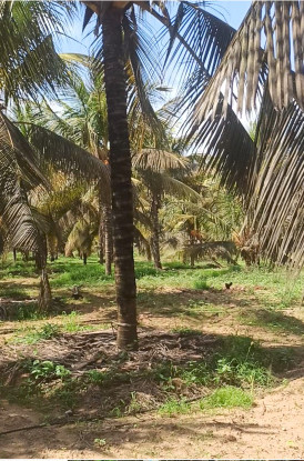  160 Cent Agricultural/Farm Land for Sale in Athipalayam, Coimbatore