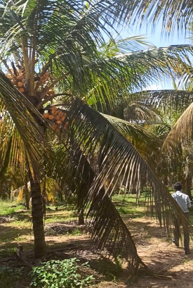  160 Cent Agricultural/Farm Land for Sale in Athipalayam, Coimbatore