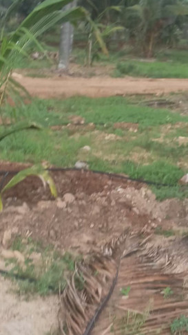 7 Acre Agricultural/Farm Land for Sale in Pollachi, Coimbatore