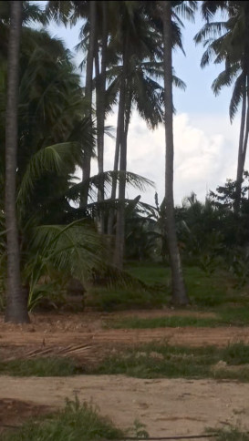  7 Acre Agricultural/Farm Land for Sale in Pollachi, Coimbatore