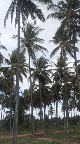  7 Acre Agricultural/Farm Land for Sale in Pollachi, Coimbatore