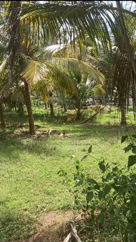  75 Cent Agricultural/Farm Land for Sale in Pollachi, Coimbatore