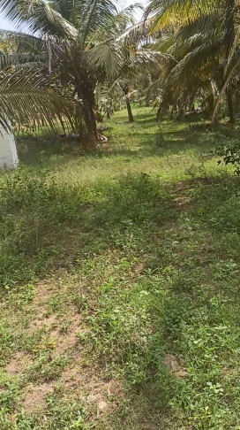  75 Cent Agricultural/Farm Land for Sale in Pollachi, Coimbatore