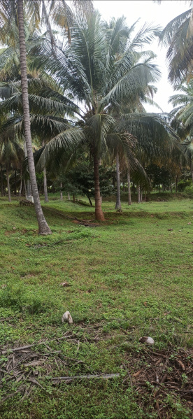  7 Acre Agricultural/Farm Land for Sale in Pollachi, Coimbatore