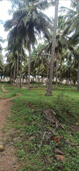  7 Acre Agricultural/Farm Land for Sale in Pollachi, Coimbatore