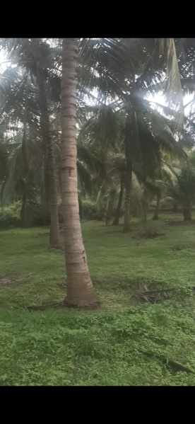  250 Cent Agricultural/Farm Land for Sale in Pollachi, Coimbatore