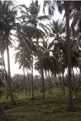  650 Cent Agricultural/Farm Land for Sale in Pollachi, Coimbatore