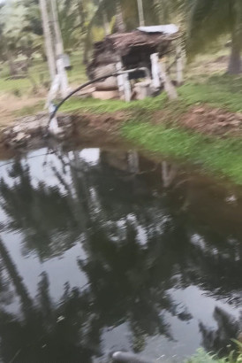  650 Cent Agricultural/Farm Land for Sale in Pollachi, Coimbatore