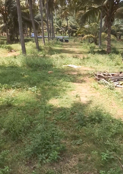  4 Acre Agricultural/Farm Land for Sale in Pollachi, Coimbatore