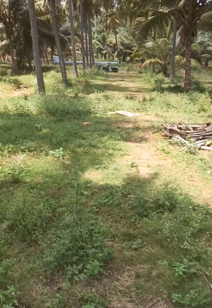  4 Acre Agricultural/Farm Land for Sale in Pollachi, Coimbatore