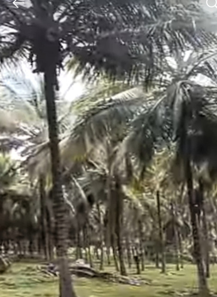  5 Acre Agricultural/Farm Land for Sale in Pollachi, Coimbatore