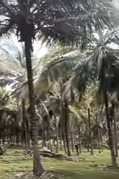  5 Acre Agricultural/Farm Land for Sale in Pollachi, Coimbatore